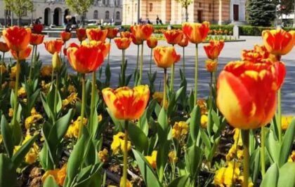 Ukrštene dvije sorte: Da li ste znali da postoji tulipan sorte “Banjaluka”?