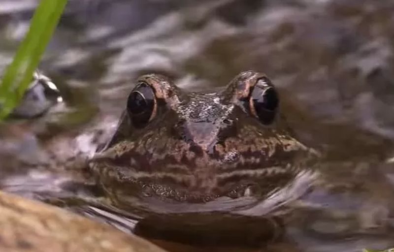 Nije mogla da hoda od bolova: Baka progutala osam živih žaba, pa završila u bolnici
