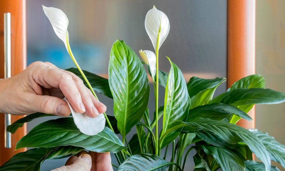 Sačuvajte svoje biljke: Evo kako da se riješite insekata i štetočina