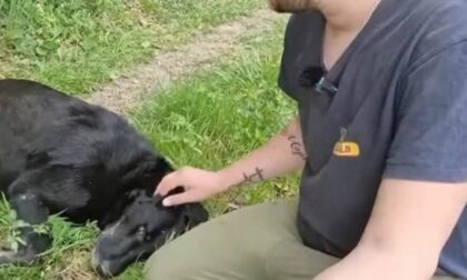 Njemu je pas spasio život: Sad Dario traži pomoć za svog najboljeg drugara VIDEO