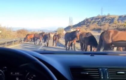 “Kad jutro ovako počne”: Divlji konji kod Livna oduševili vozače VIDEO