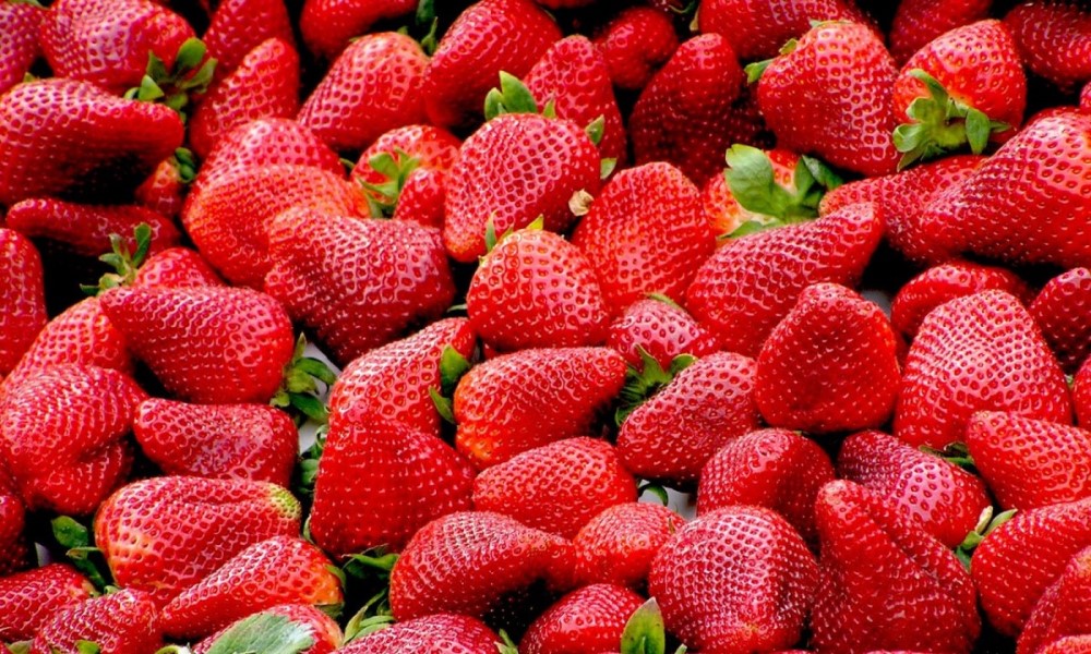 Poslastica za dijabetičare: Jagode su pravo blago nutrijenata, a najbolje su šumske