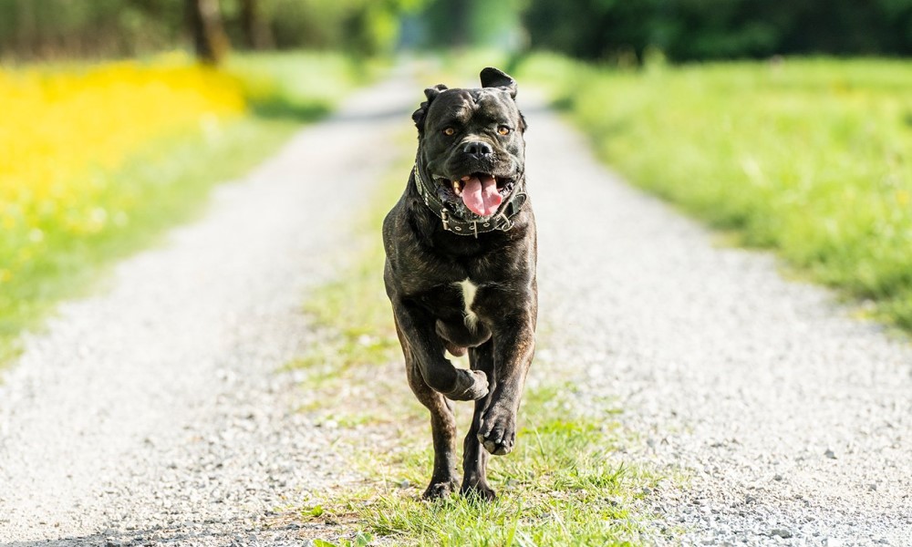 Hitna nije mogla da joj priđe: Ženu izujedali psi koje je čuvala sinu