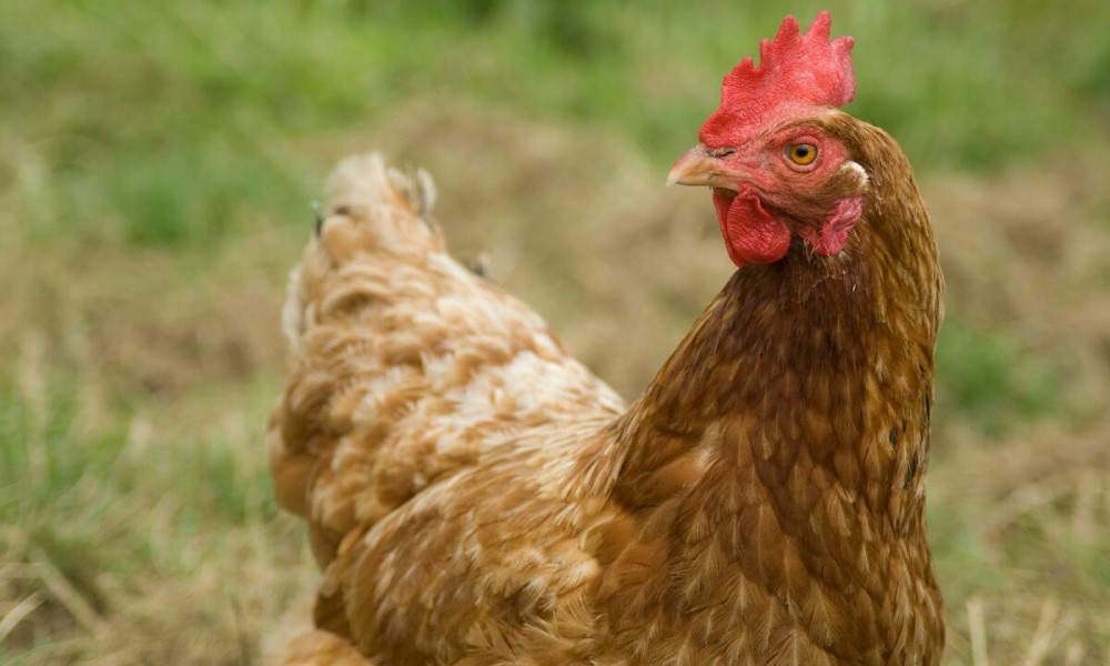 Struka je rekla svoje: Kokoške osjećaju emocije, pa i pocrvene