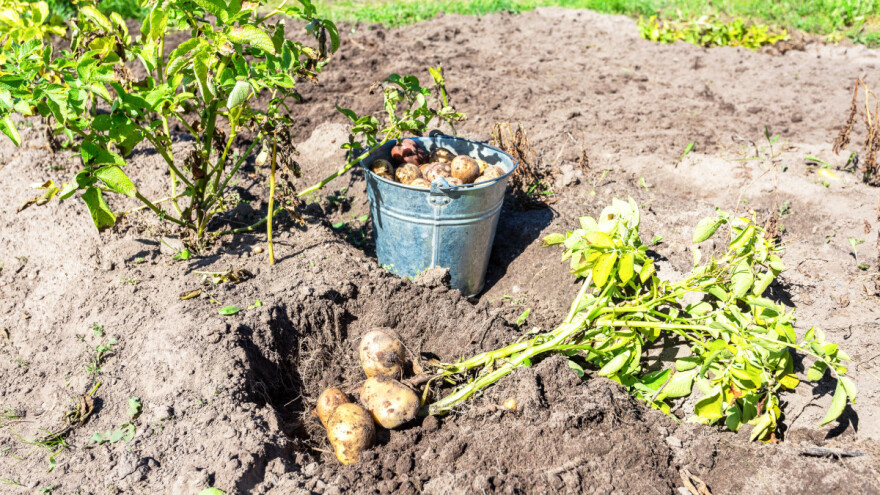 Zasađeno oko 300 hektara: Proizvodnja krompira reste uprkos teškoćama u plasmanu