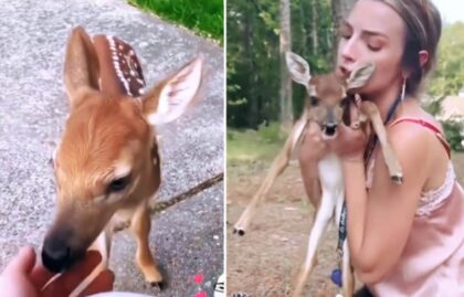 Uplašeno lane pronašla ispod auta: Mama srna se zahvalila djevojci VIDEO