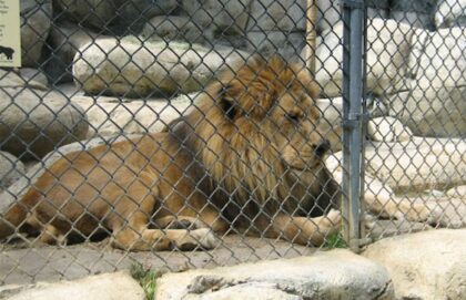 Tužna slika zoološkog vrta u Sarajevu: Životinjama hitno potreban veterinar