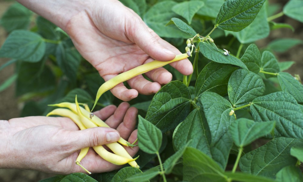 Neka ima i za zimu: Sačuvajte mahune i pravilno ih zaledite