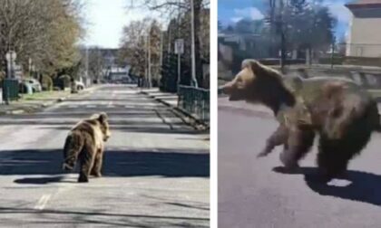 Šetnja se pretvorila u pakao: Medvjed napao bračni par VIDEO