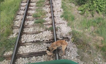 Užas! Psa lancem vezali za šine, mašinovođa u posljednjem trenutku zaustavio voz