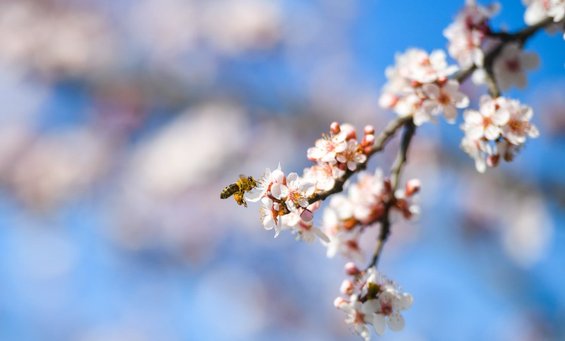 Da li polen izaziva kihanje ili kašljanje: Naučnici otkrili nervne ćelije koji uzrokuju ove reakcije