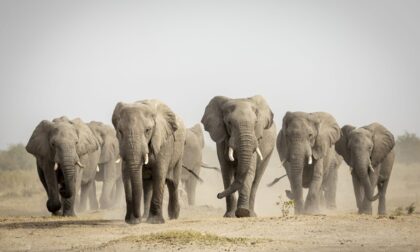 Bocvana reagovala: Zaprijetili da će poslati 20.000 slonova u Njemačku