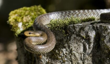 Lijepo vrijeme probudilo zmije: Banjalučani ih najviše viđaju na ovim mjestima