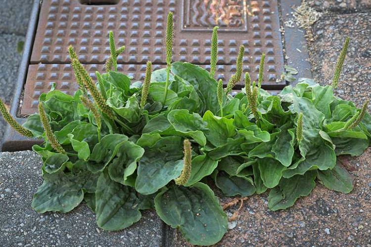 Biljku iz dvorišta miješaju sa korovom: Prirodni saveznik za bolju probavu i brže zarastanje rana