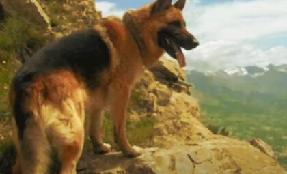 Ostavio pečat prijateljstva i zajedništva: Jedini pas koji je dobio čin majora u Srbiji VIDEO