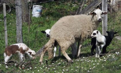 Cijena jagnjadi u BiH pada, a potražnja nikad gora: “Praznike nismo ni osjetili”