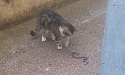 Zmija snimljena nasred ulice, prišla mački koja je samo posmatrala: Da li je opasna?