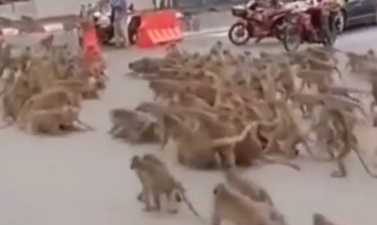 Majmuni okupirali grad! Prizori kao da su “ispali” iz nekog romana ili filma VIDEO