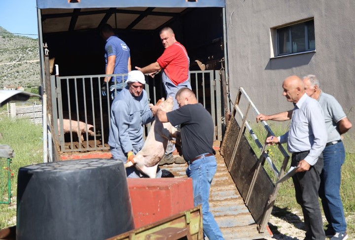 Podijeljeno 150 prasića za 50 poljoprivrednika: “Meso bude kvalitetno”