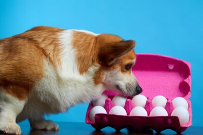 Da li psima treba davati jaja?