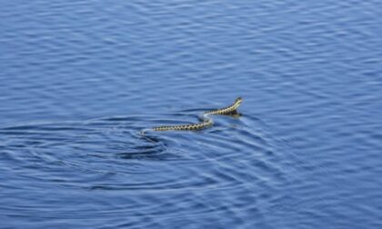 Neobičan slučaj u Grčkoj: Ženu ugrizla zmija otrovnica dok se kupala u moru