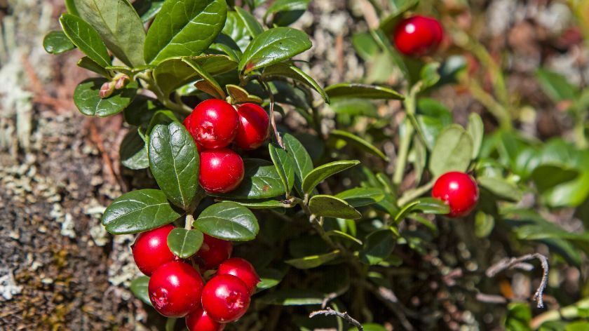 Jedna od najdragocjenijih namirnica: Ovo jeftino voće čuva mozak i srce