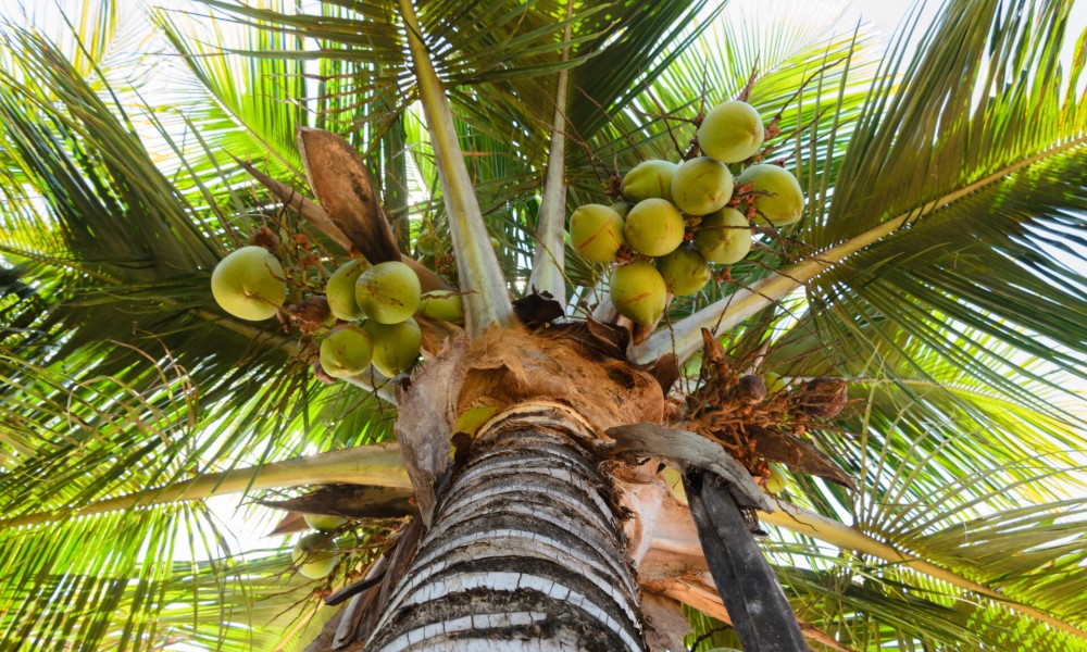 Daje čak i alkohol: Ova biljka je proglašena najkorisnijom