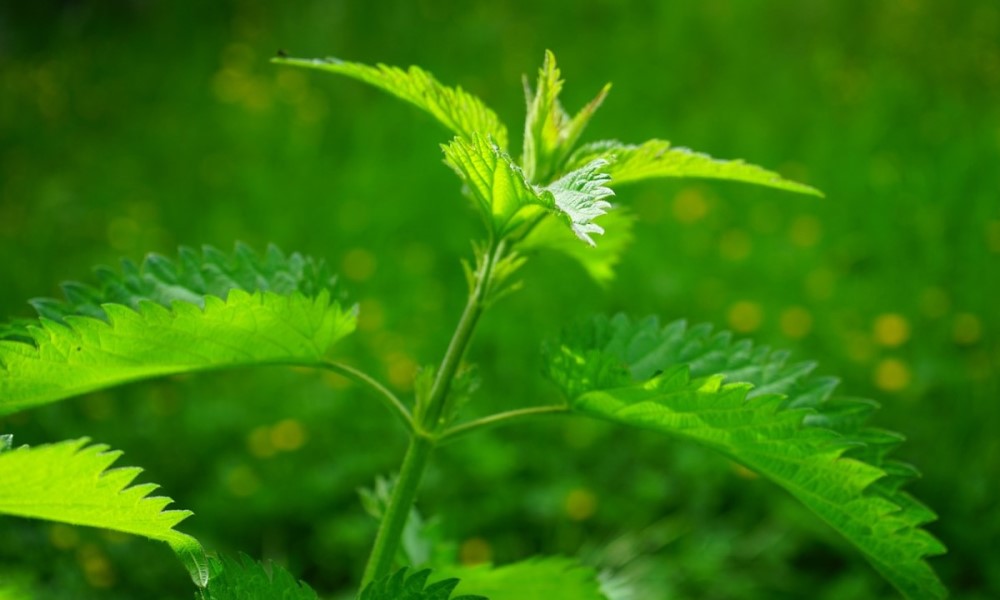 Đubrivo od koprive odlično djeluje na biljke: Evo kako ga napraviti