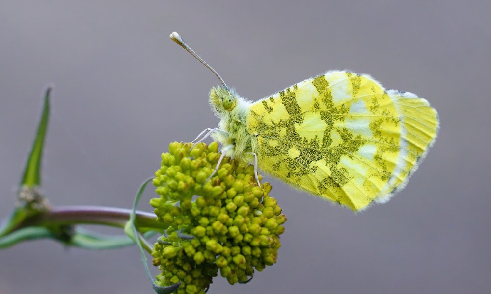 Naseljava samo toplija područja: Otkrivena nova vrsta leptira u Srpskoj