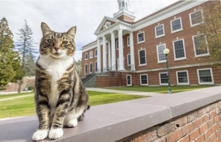 Voljeni član: Mačak Maks dobio titulu “počasnog doktora”