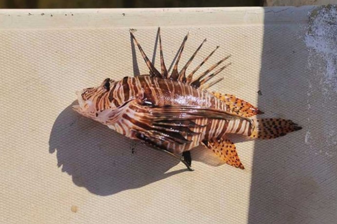 Kupači, budite na oprezu! Raste broj riba otrovnica u Jadranu