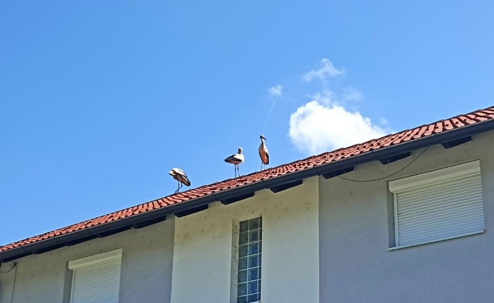 Simbol su napretka: Rode obradovale mještane banjalučkog naselja VIDEO