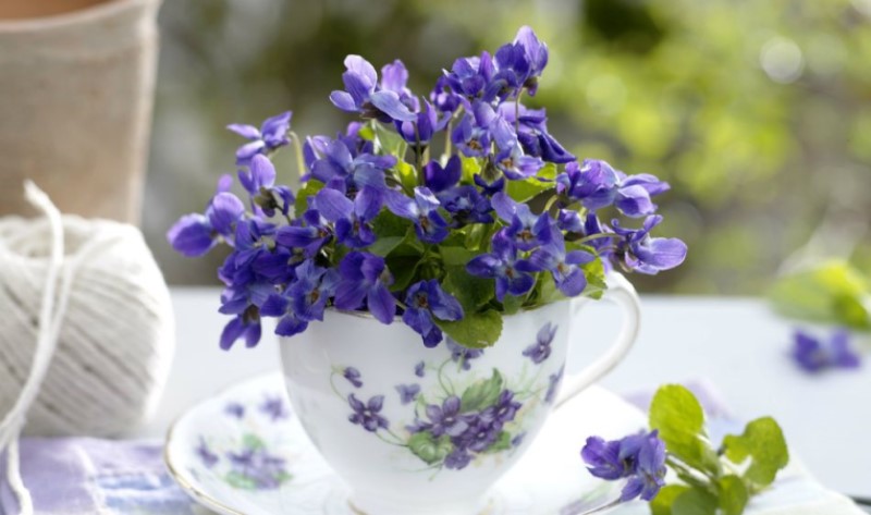 Prirodan trik! Zalijte ih ovim eliksirom i ljubičice će cvjetati cijele zime kao lude