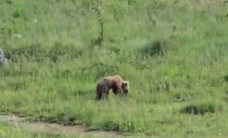 Ne mari za upaljene kamere: Medo snimljen kako se igra na livadi u Kotor Varošu VIDEO
