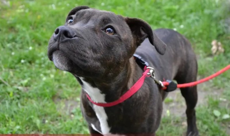 Uhapšen pijani muškarac: Prijetio vlasnicima kućnih ljubimaca