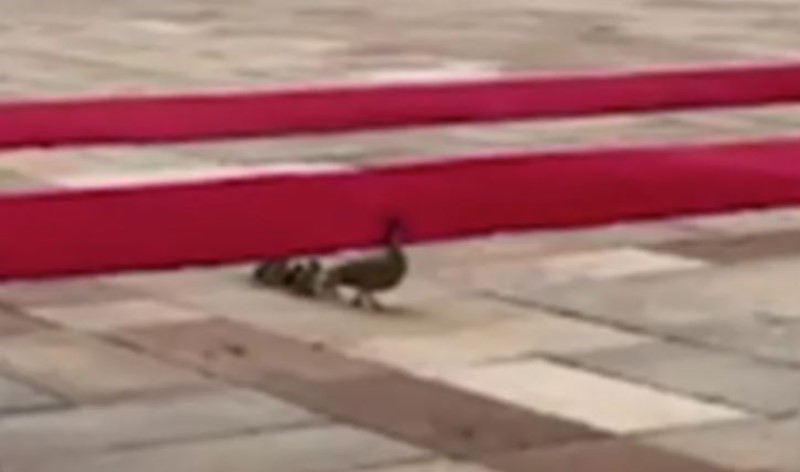 Simpatičan prizor: “Nezvani gosti“ na crvenom tepihu uoči dolaska kineskog predsjednika