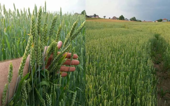 Proizvođači zadovoljni: Pšenica neće izdati, ni rodom ni kvalitetom