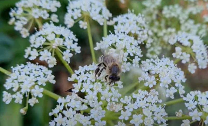 Vojnici je nosili kao amajluju: Vjeruje se da je ova biljka magična, smatra se zaštitnikom kuće
