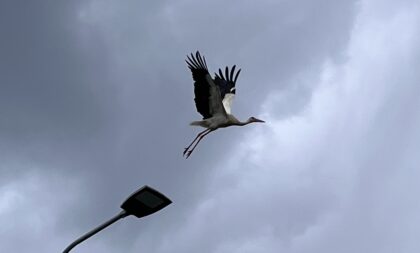 Neobičan “obračun” iznad Banjaluke: Roda se odbranila od vrane