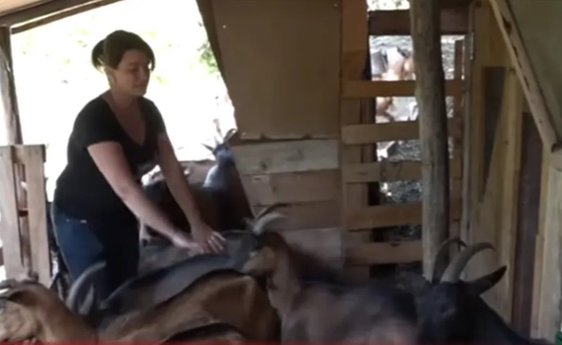 Gazdinstvo koje postavlja nove standarde: Napustila posao i otišla na selo da uzgaja koze