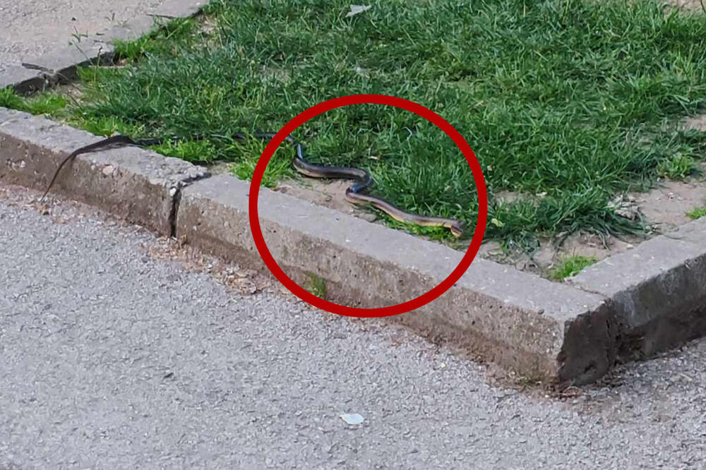 Neprijatno iznenađenje: Smuk u centru grada