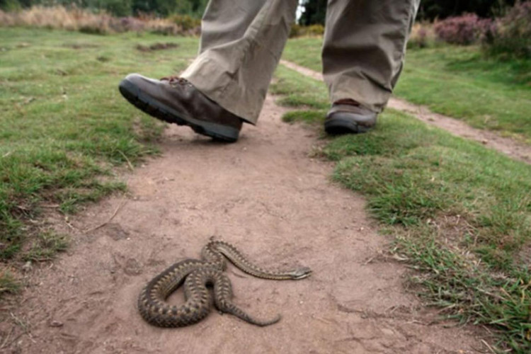 Privlači zmije kao magnet: Riješite se ovoga odmah i spriječite pojavu gmizavaca