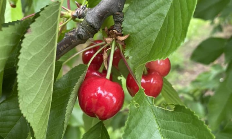 Loše vremenske prilike: Proizvođači trešnje tvrde da im je rod potpuno uništen