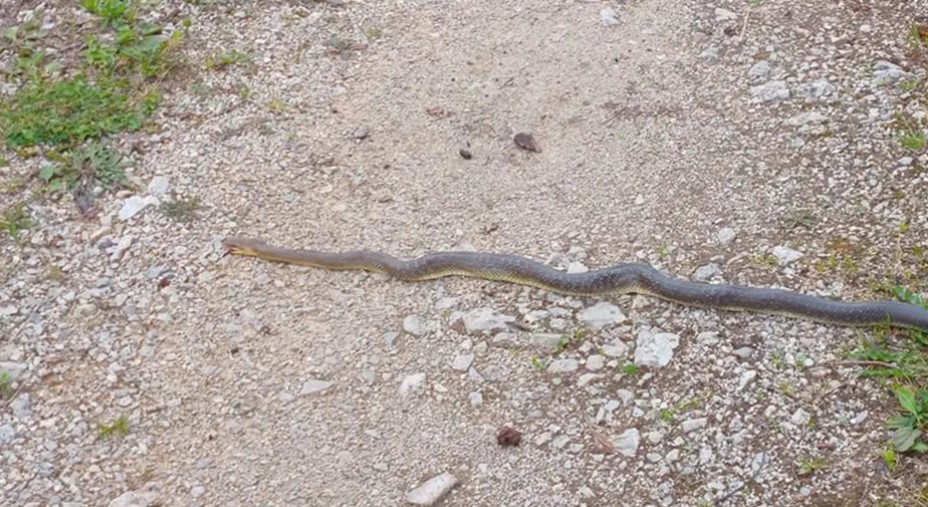 Zastrašujući susret: Čovjek naletio na zmiju dugu više od metar i po