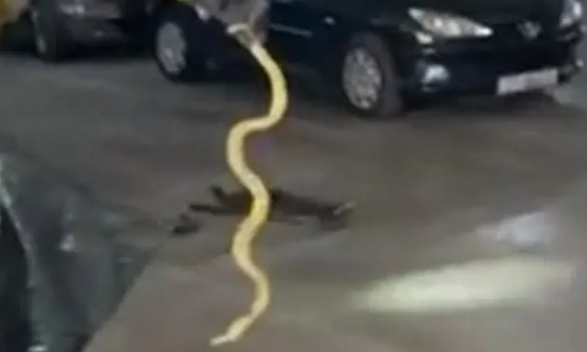 Zmija se tri dana krila u autu: “Nije mi svejedno sjesti za volan”