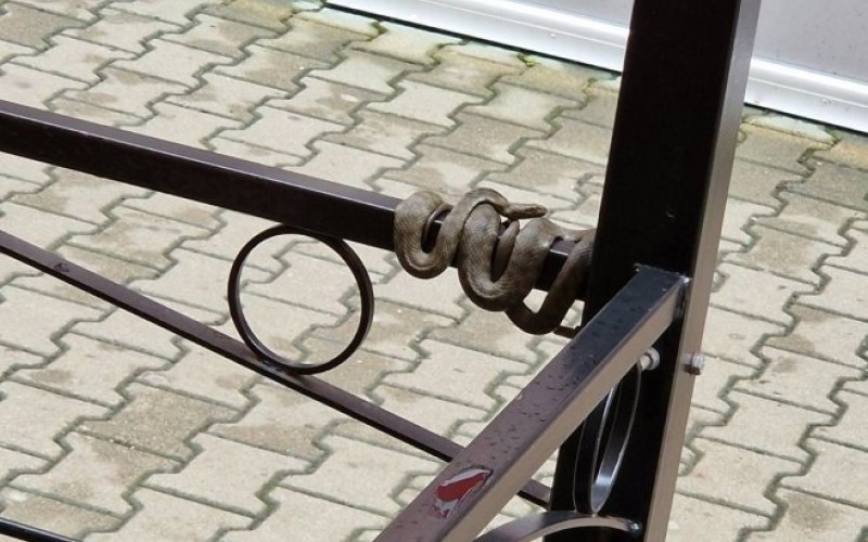 Zmija u centru Banjaluke: Obmotala se oko ograde jednog ugostiteljskog objekta