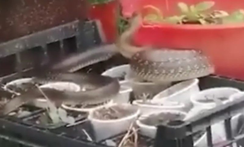 Užasan prizor u porodičnom dvorištu: Džinovska zmija nasmrt uplašila Zoricu