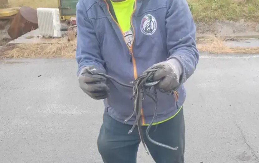 Drama u skladištu firme, pronađeno veliko leglo zmija: “Nikad ih nije bilo više”