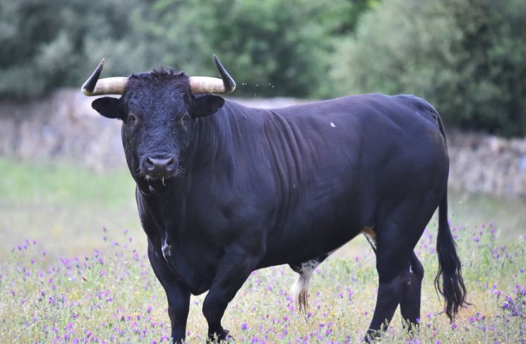 Muškarca (58) usmrtio bik: Beživotno tijelo pronađeno jutros na farmi