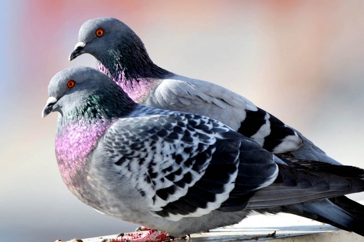 Ne vole jedan predmet: Trikovi koji odmah tjeraju golubove sa terase